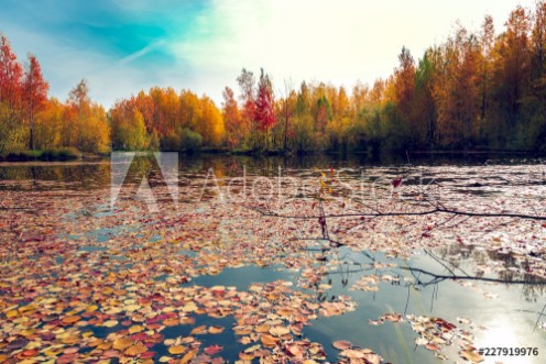 Picture of Autumn leaves on the surface of the reservoir